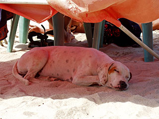 Playa Chuao, kohalikud teavad, kus on hea magada