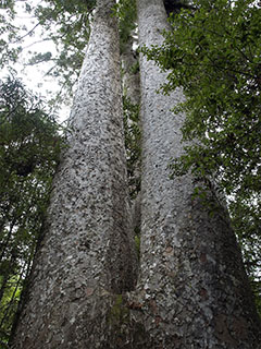 Waiau Kauri Grove