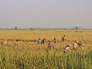 hommik riisipõllul