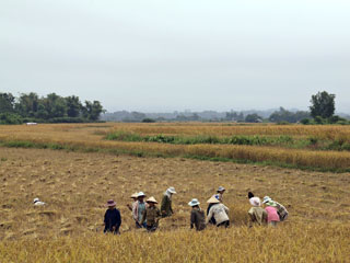riisipõllul käib vilgas töö