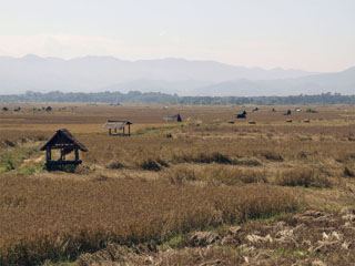 riisipõllud