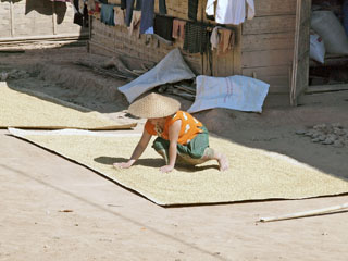 riisi kuivatamine