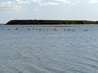 Salt Lake Larnaca, flamingod