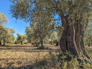 tavalised oliivipuud